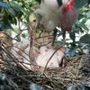 Photos: Cute Spoonbill Chicks Hatch At Bronx Zoo